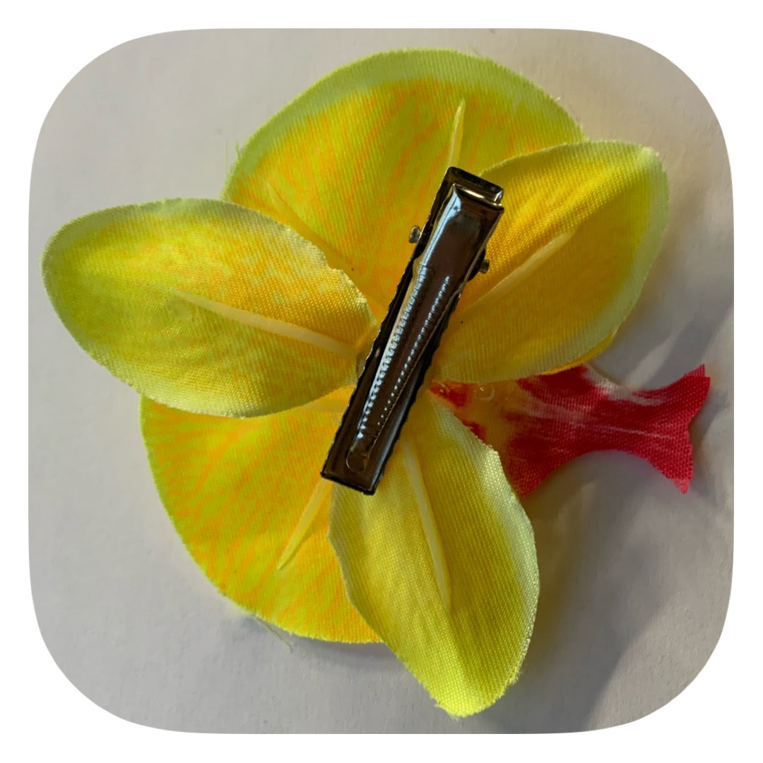 Hårblomma gul orkidé