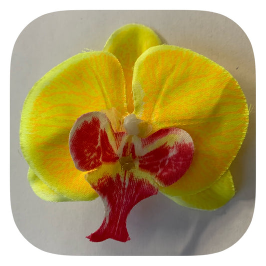 Hårblomma gul orkidé