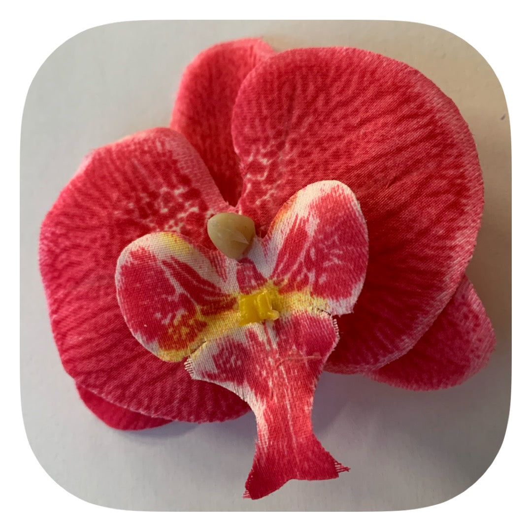 Hårblomma cerise rosa orkidé