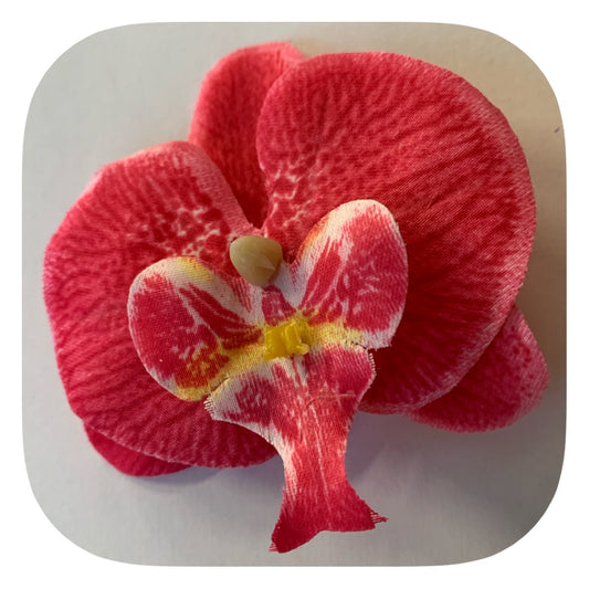 Hårblomma cerise rosa orkidé