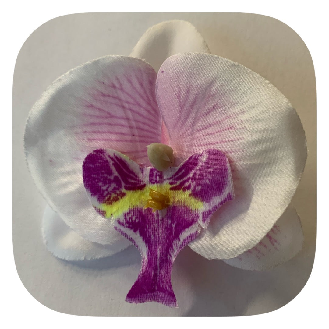 Hårblomma vit/lila orkidé