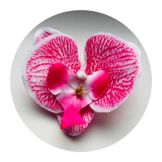 Hårblomma vit/rosa orkidé