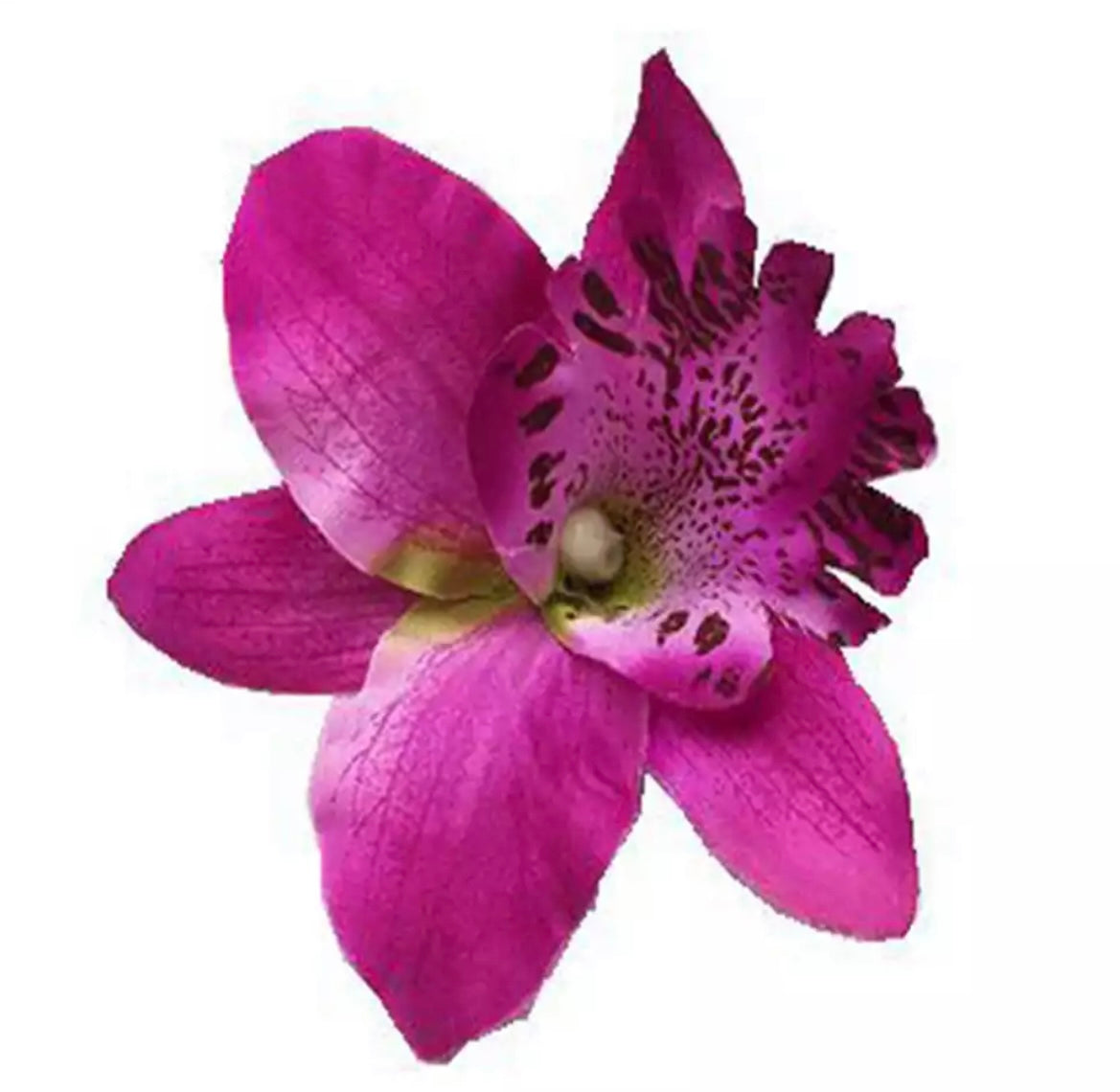 Hårblomma ny lila orkidé