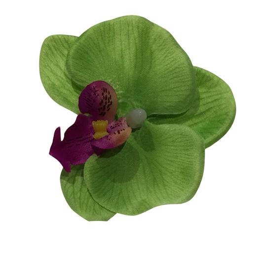 Hårblomma liten grön orkidé