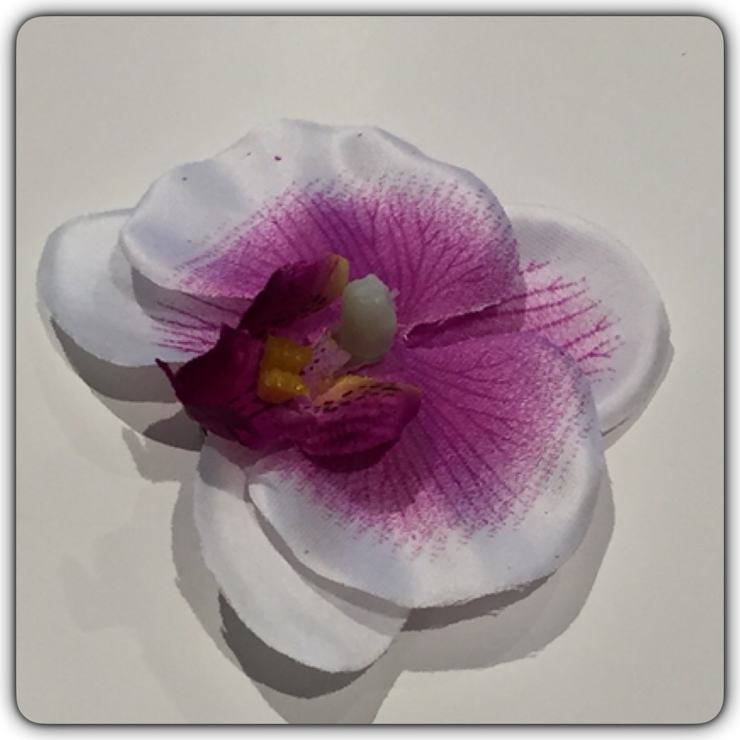 Hårblomma liten vit/lila orkidé